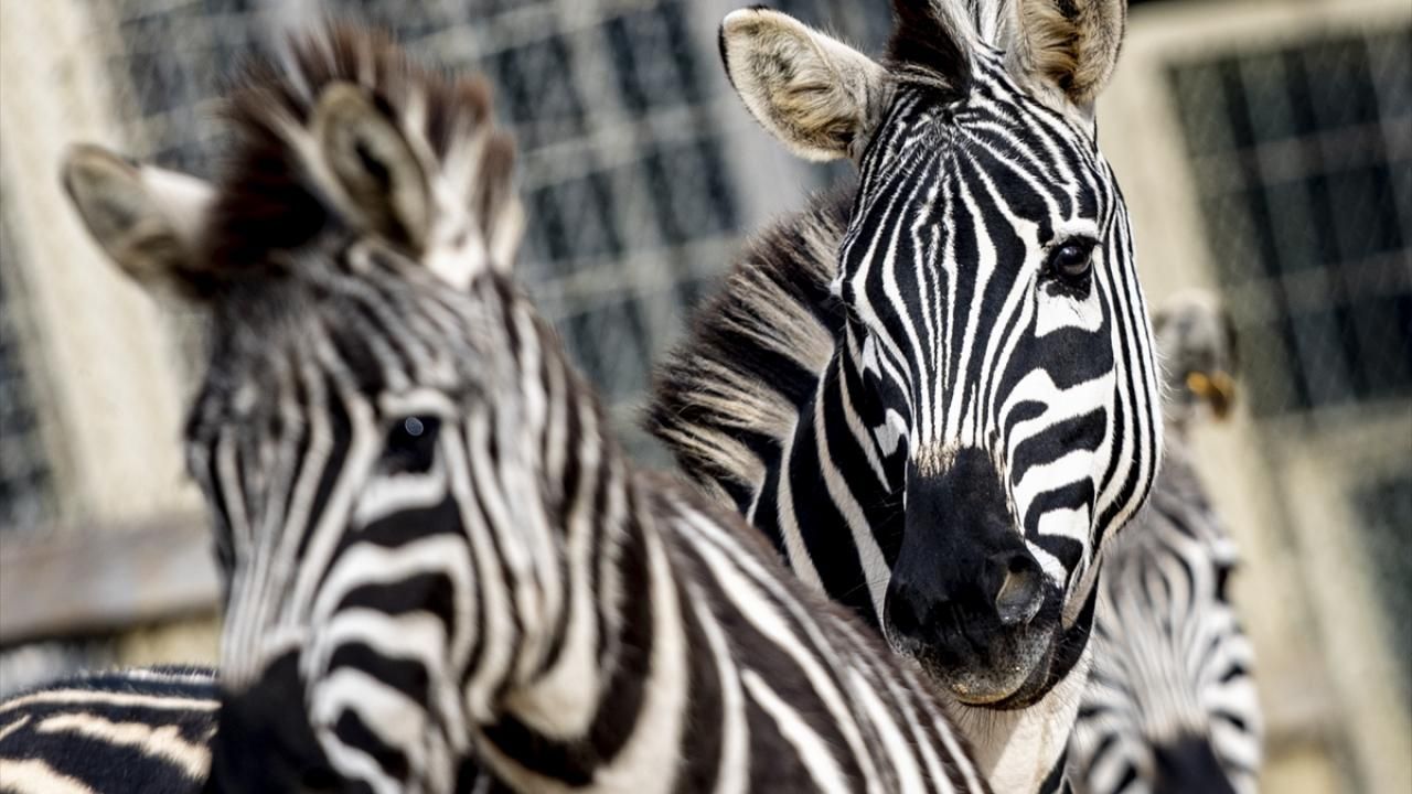 Antalya Zoo Tour – Besuch im Antalya Zoo & Naturpark | Elite Fahrten